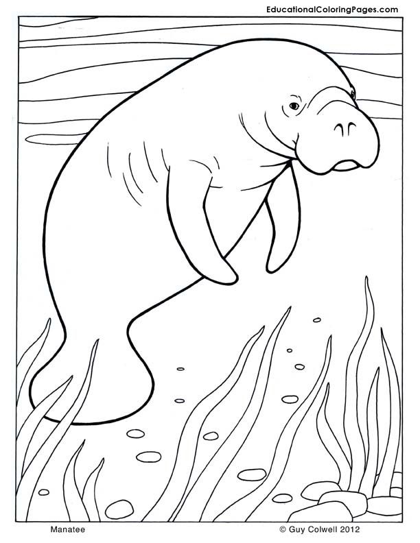 Plansa de colorat cu Foca 30 24
